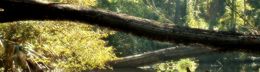 fallen - 2006.09.23: wekiwa river, apopka, fl