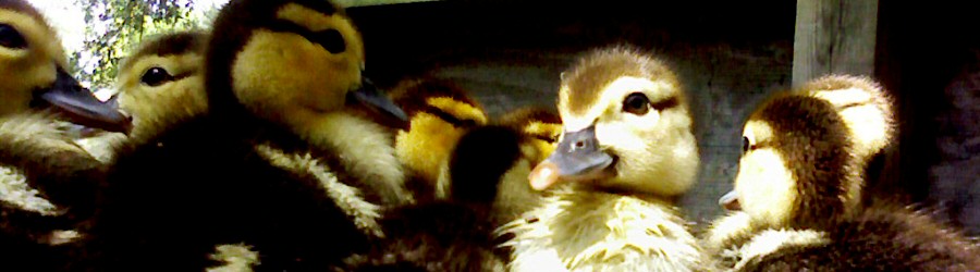 wobble - 2007.05.21: muscovy ducklings at my work